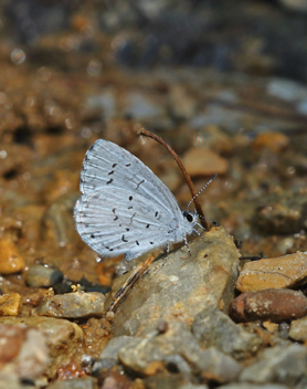 Summer Azure